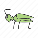 animal, bug, grasshopper, grasshoppers, green, insect