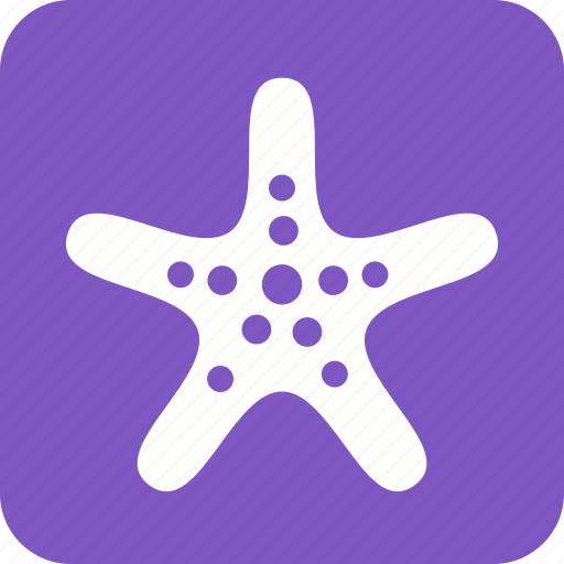 Ocean, sea, shell, shells, star, starfish, summer icon - Download on Iconfinder
