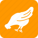 animal, bird, chicken, farm, hen, hens, poultry