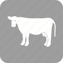 animal, cow, dairy, farm, farming, milk, milking