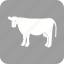 animal, cow, dairy, farm, farming, milk, milking 