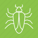 beetle, crawler, insect, ladybug, mite, pest, termite