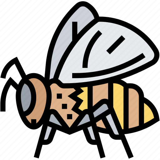 Bee, insect, honey, entomology, apiary icon - Download on Iconfinder