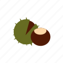 autumn, brown, chestnut, food, nature, nut, plant