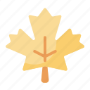 autumn, canada, leaf, maple, nature, plant