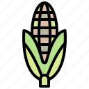 corn, maize, food, vegetable, agriculture, crop