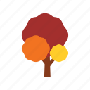 autumn, branch, nature, orange, plant, season, tree