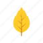 autumn, leaf, leave, nature, oak, season, yellow 