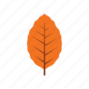 autumn, beech, leaf, leave, nature, orange, season 