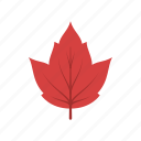 autumn, canada, leaf, leave, nature, red maple, season 