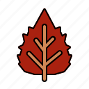 birch, leaf, nature, plant