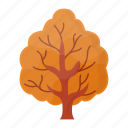 acer tree, maple, tree, autumn, plant, ecology