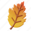 hawthorn, leaf, fall, season, leaves, nature, autumn, thanksgiving, maple 