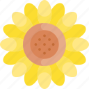 sunflower, flower, petal, blossom