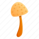 autumn, white, mushroom