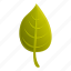 green, tree, leaf 