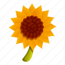autumn, sunflower