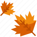 maple, autumn, leaf, leaves, season