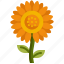 sunflower, flower, blossom, nature, botanical 