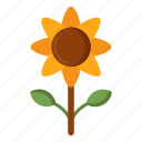 sunflower, flower, nature, plant