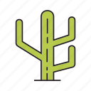 cactus, desert, forest, nature, plant, tree