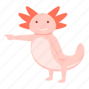 axolotl, animal