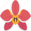 orchid, flower, blossom, flora, garden 