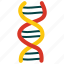 dna, science, biology, chromosome 