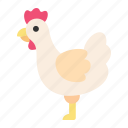 chicken, animal, farm, food