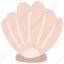shell, seashell, animal, ocean 