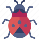 ladybug, animal, insert, biology, fly