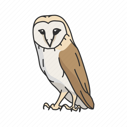 Animal, barn owl, bird, nocturnal, owl, talons, western barn owl icon - Download on Iconfinder
