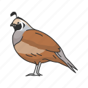 animal, beak, bird, plume, quail, valley quail