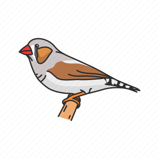 Animal, bird, finch, passerine bird, vertebrates, zebra finch icon - Download on Iconfinder