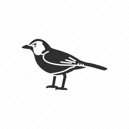 Animal, baltimore oriole, bird, ochre oriole, oriole, passerine bird icon - Download on Iconfinder