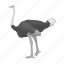 animal, bird, domestic, exotic, feathered, ostrich, wild 
