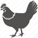 bird, chicken, cock, fowl, kfc, poultry, rooster