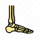 ankle, bone, human, skeleton, structure, arms