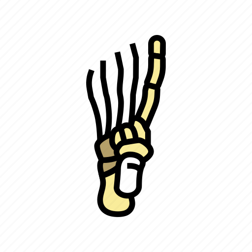 Foot, bone, human, skeleton, structure, arms icon - Download on Iconfinder