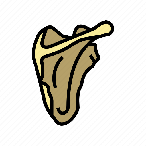 Scapula, bone, human, skeleton, structure, arms icon - Download on Iconfinder