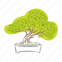 bonsai, japanese, plant, cultivation, garden, gardening, tree