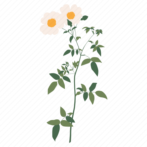 Camomile, floral, flower, botanical, garden, nature, spring illustration - Download on Iconfinder