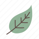 leaf, foliage, nature, plant, natural