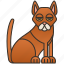 abyssinian, brown, cat, domestic, purebred 
