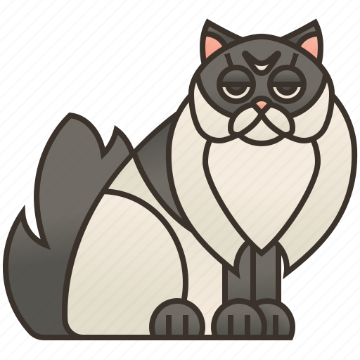 Beautiful, birman, cat, fluffy, purebred icon - Download on Iconfinder