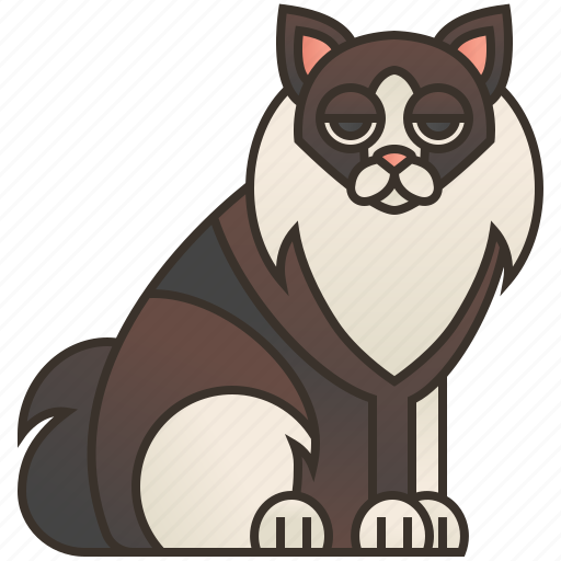 Cat, furry, large, purebred, ragamuffin icon - Download on Iconfinder