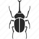 beetle, bug, rhinoceros beetle, insect, fly, horn beetle