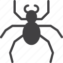 beetle, bug, insect