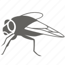 blowfly, flies, fly, house, housefly, insect, pest, bug