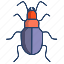 ground, beetle